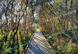 Coolum Dune Walk