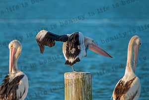 Pelican Bookends