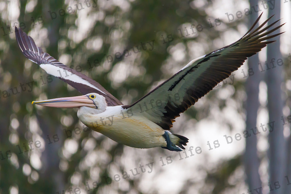 Pelican in Flight