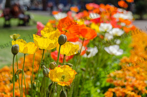 Bed of Poppies